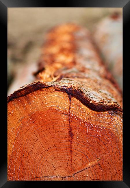 Trunk View Framed Print by Donna Collett