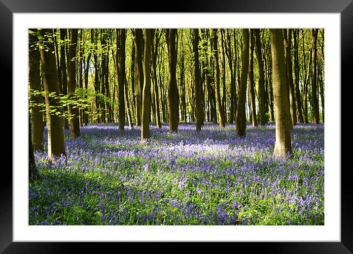 Micheldever Bluebells Framed Mounted Print by Donna Collett