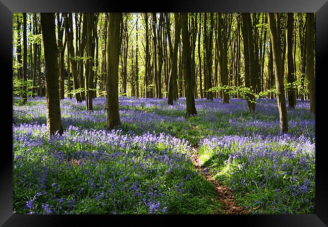 Bluebell Trail Framed Print by Donna Collett