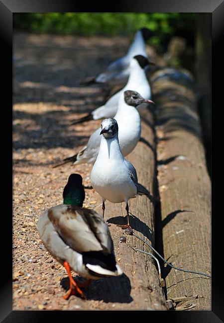 What times the bus?? Framed Print by Donna Collett