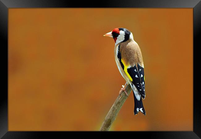 Goldfinch Framed Print by Donna Collett