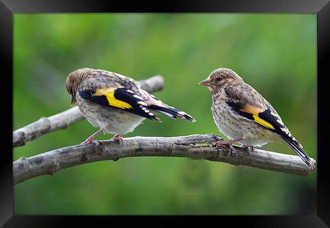 Double Trouble Framed Print by Donna Collett