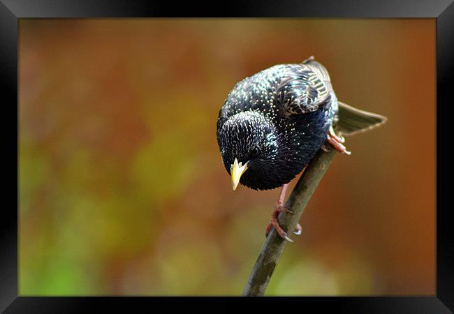 The Starling Stare Framed Print by Donna Collett