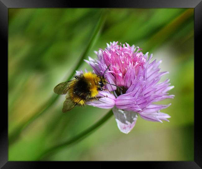 Bee Chive Framed Print by Donna Collett
