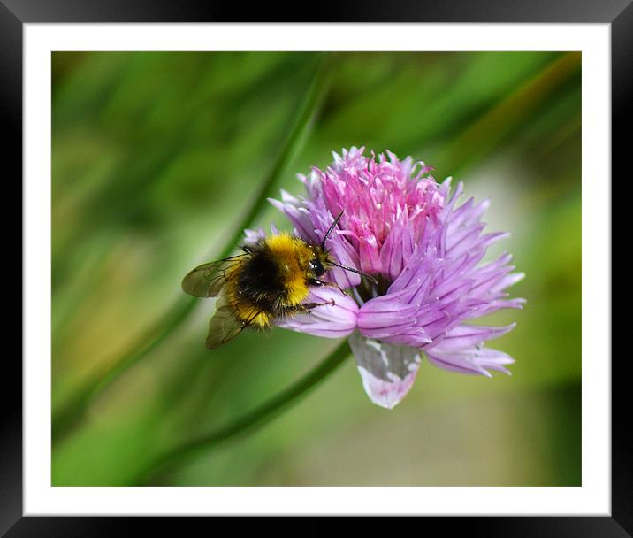 Bee Chive Framed Mounted Print by Donna Collett