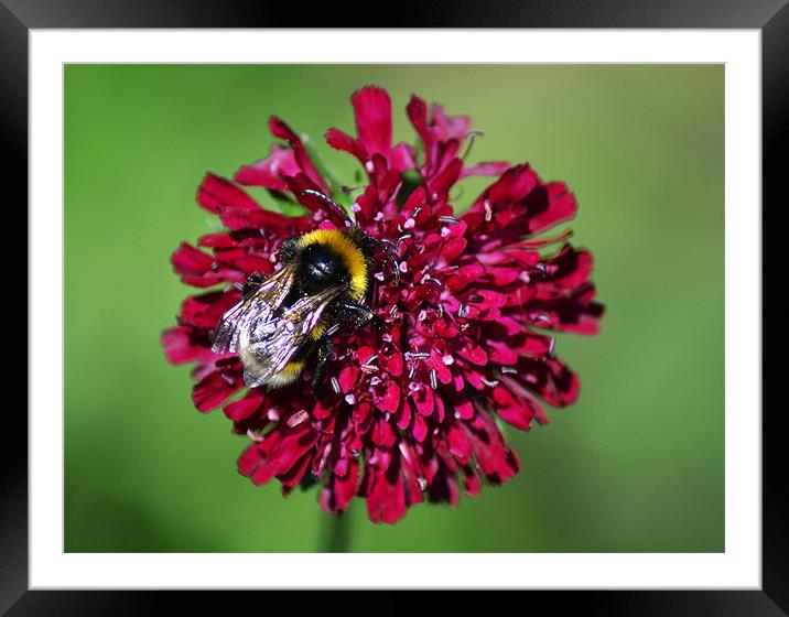 Bumble Framed Mounted Print by Donna Collett