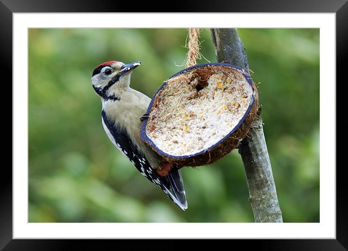 Young Great Spotted Woodpecker Framed Mounted Print by Donna Collett
