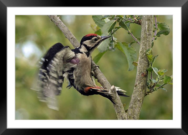 Coming into land Framed Mounted Print by Donna Collett