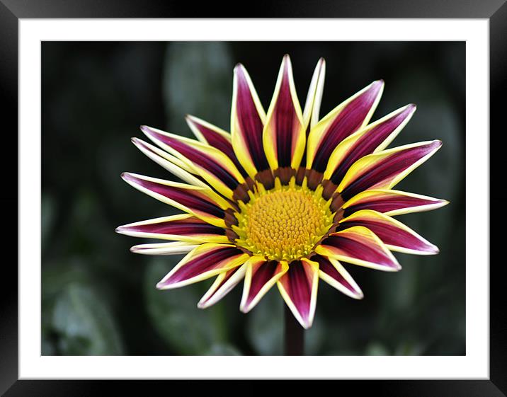 Treasure Flower Framed Mounted Print by Donna Collett