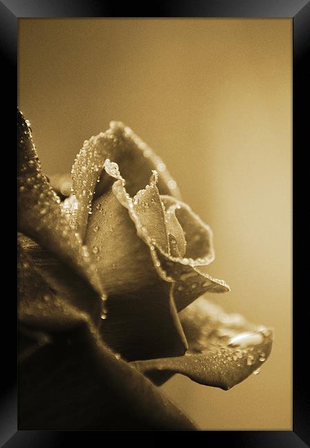 Sepia Delicacy Framed Print by Donna Collett