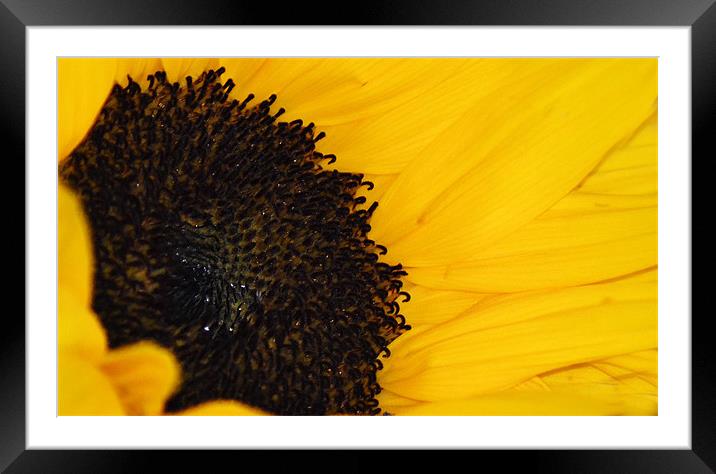 Sunflower Framed Mounted Print by Donna Collett