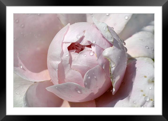 Pink Drops Framed Mounted Print by Donna Collett