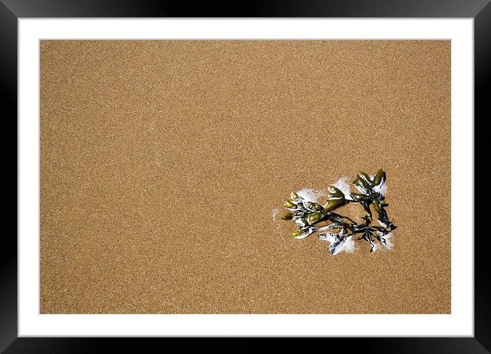 Simply Seaweed Framed Mounted Print by Donna Collett