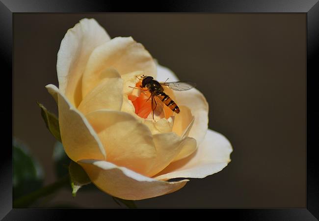 Hoverfly on Rose Framed Print by Donna Collett