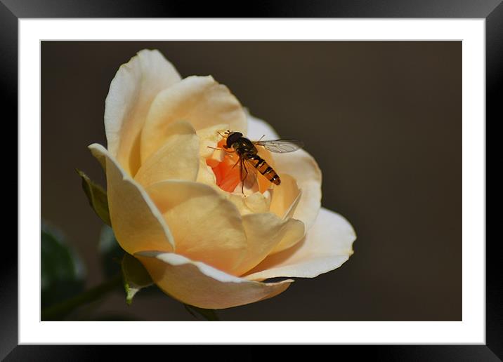 Hoverfly on Rose Framed Mounted Print by Donna Collett