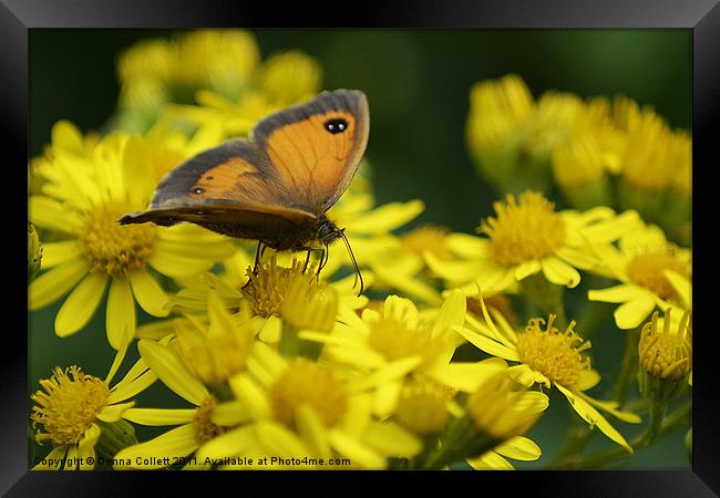 Female Gatekeeper Framed Print by Donna Collett