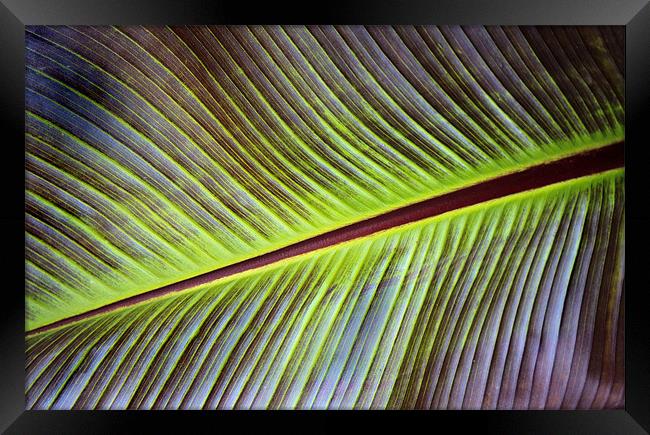 Banana Leaf Framed Print by Ian Jeffrey