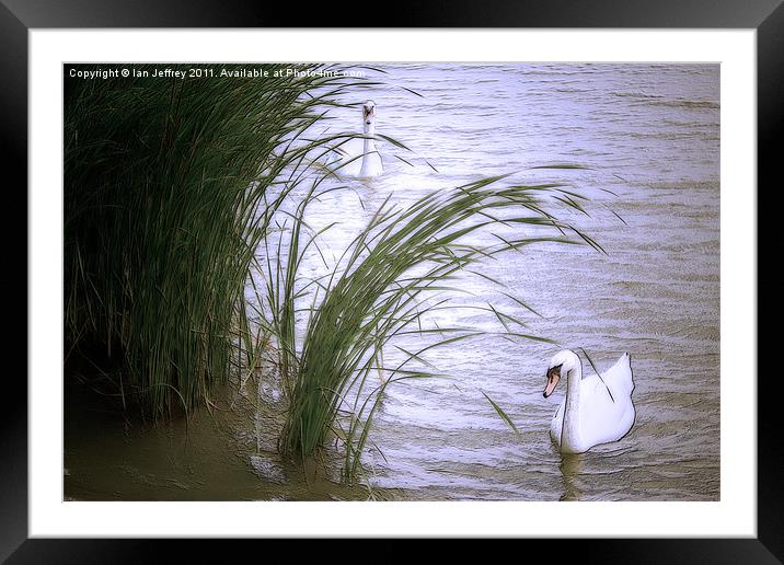 Swans Framed Mounted Print by Ian Jeffrey
