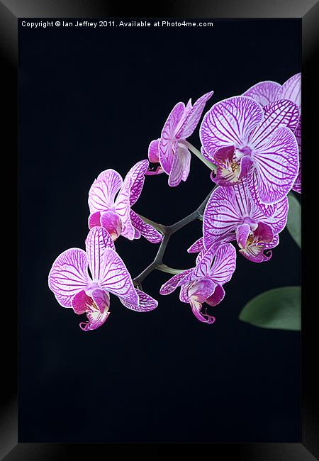 Orchid Blossoms Framed Print by Ian Jeffrey