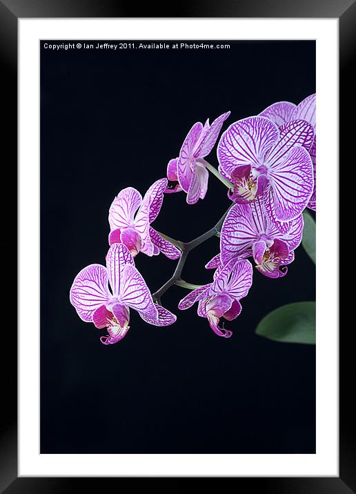 Orchid Blossoms Framed Mounted Print by Ian Jeffrey