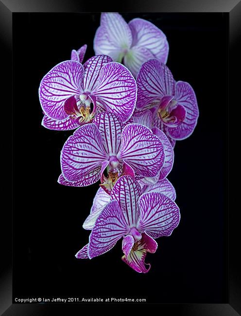 Purple Veined Orchid Framed Print by Ian Jeffrey