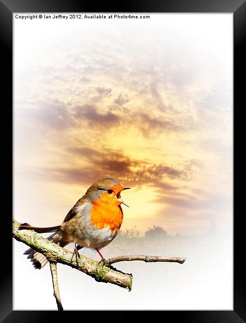 Robin At Sunset Framed Print by Ian Jeffrey