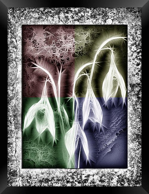 Crystal Snowdrops Framed Print by Ian Jeffrey