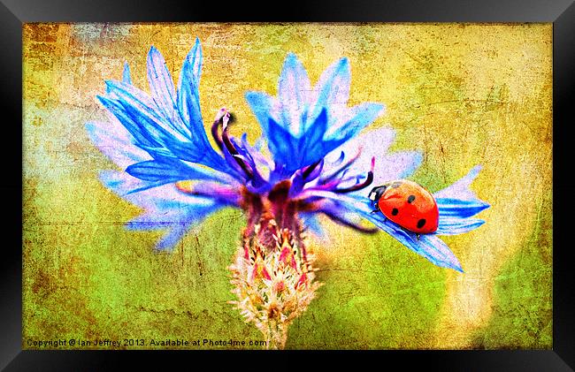 Ladybird Framed Print by Ian Jeffrey