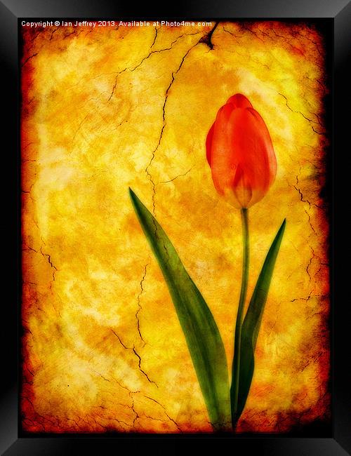 Single Red Tulip Framed Print by Ian Jeffrey
