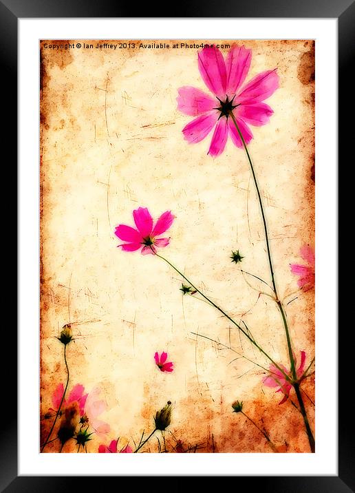 Cosmos Framed Mounted Print by Ian Jeffrey