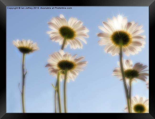 Skyward Daisies Framed Print by Ian Jeffrey