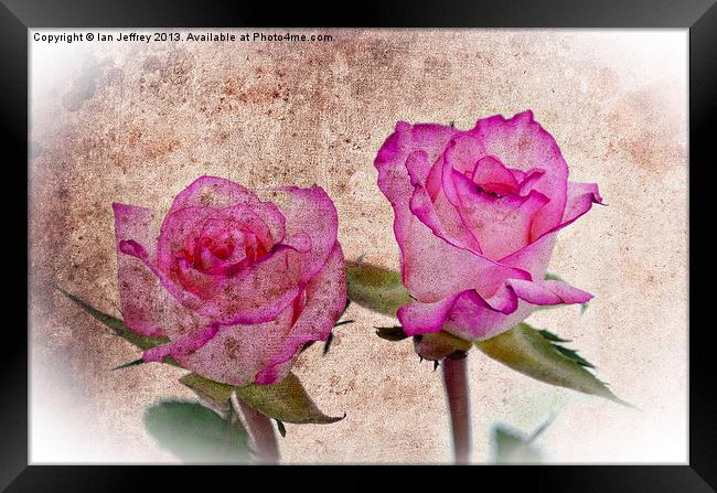 Pink Roses Framed Print by Ian Jeffrey
