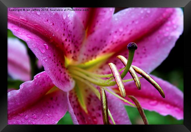 Pink Lily Framed Print by Ian Jeffrey