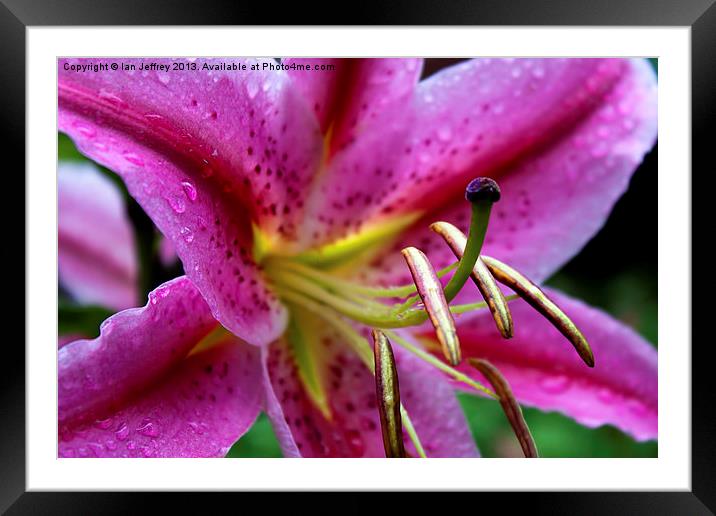 Pink Lily Framed Mounted Print by Ian Jeffrey
