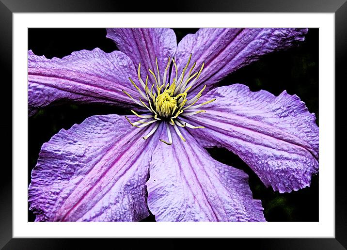 Clematis Petals Framed Mounted Print by Ian Jeffrey