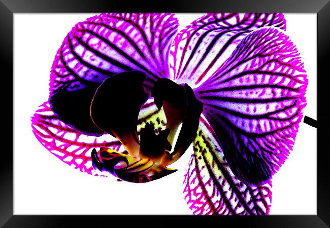 Orchid Framed Print by Ian Jeffrey