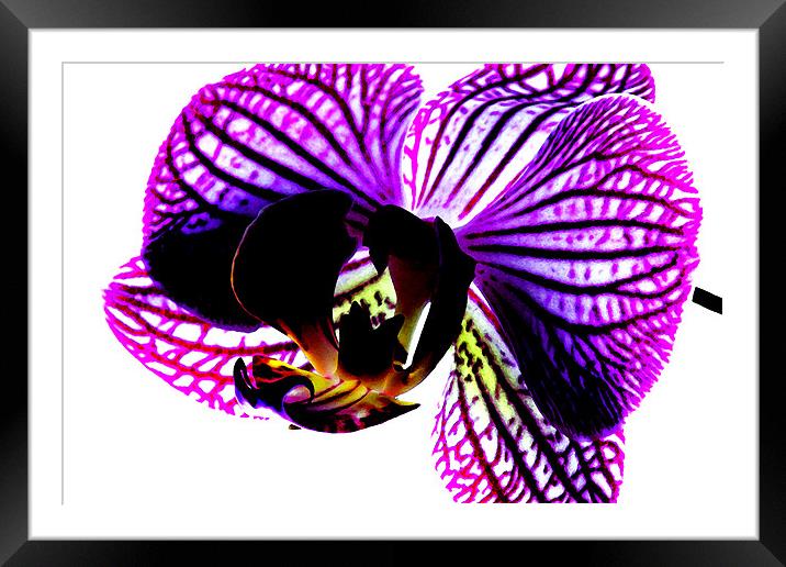 Orchid Framed Mounted Print by Ian Jeffrey