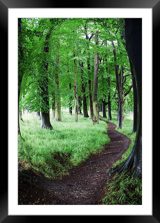 Tree Walk Framed Mounted Print by Ian Jeffrey