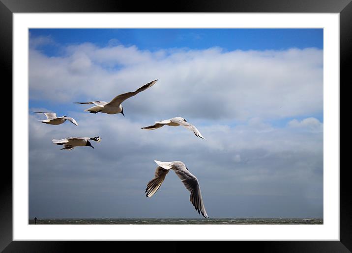 Terns in flight Framed Mounted Print by Ian Jeffrey