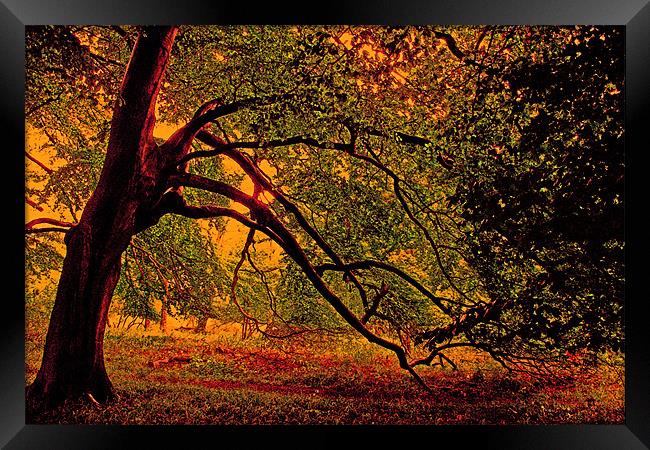 Branches Framed Print by Ian Jeffrey