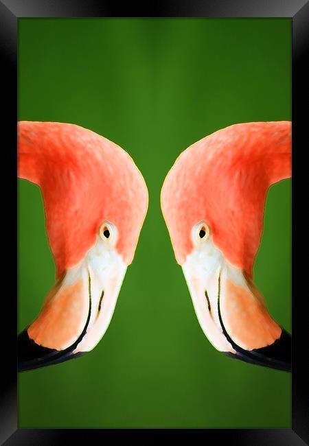 Flamingo Framed Print by Ian Jeffrey