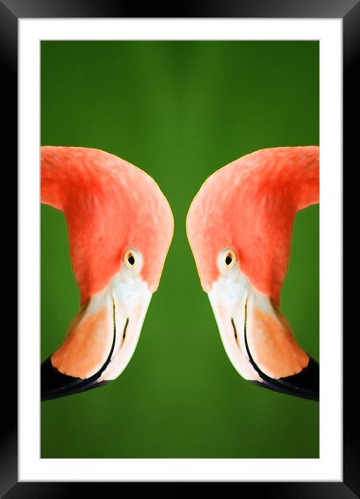 Flamingo Framed Mounted Print by Ian Jeffrey