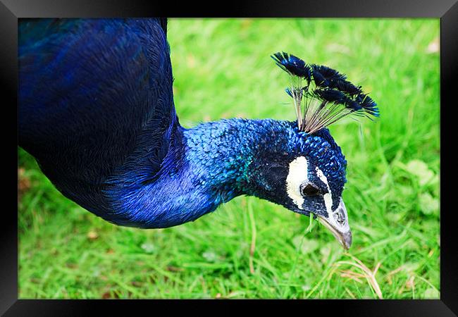 Peacock Framed Print by Ian Jeffrey