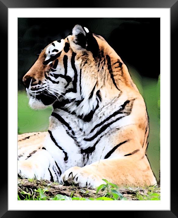 Siberian Tiger Framed Mounted Print by Ian Jeffrey