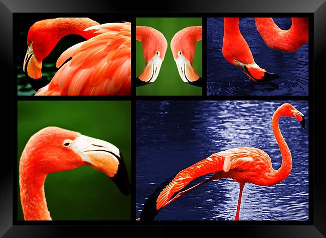 Pink Flamingos Framed Print by Ian Jeffrey