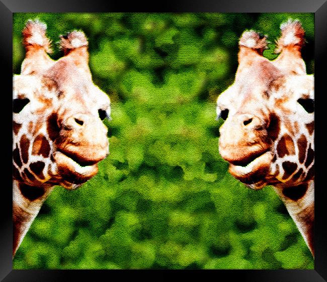 Giraffes Framed Print by Ian Jeffrey
