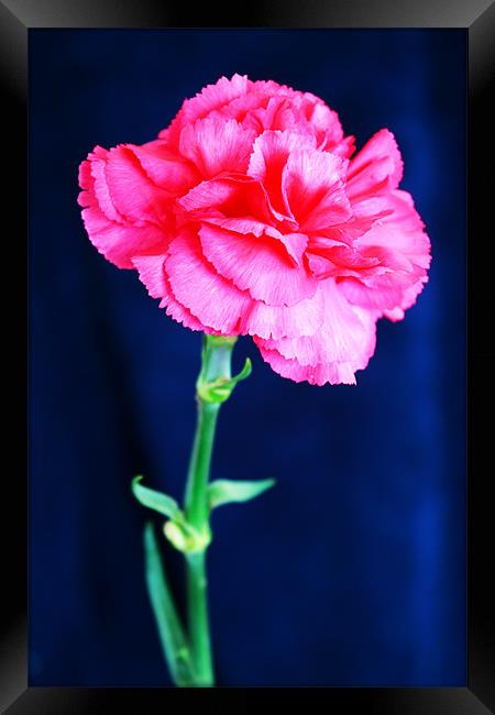 Pink Carnation Framed Print by Ian Jeffrey