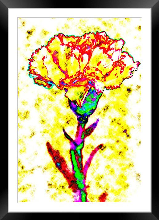 Carnation Art Framed Mounted Print by Ian Jeffrey