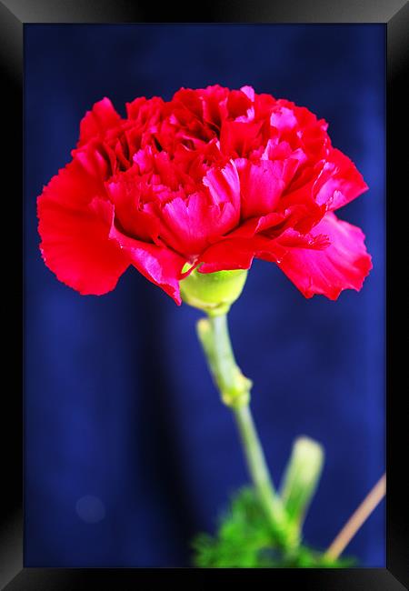 Red Carnation Framed Print by Ian Jeffrey