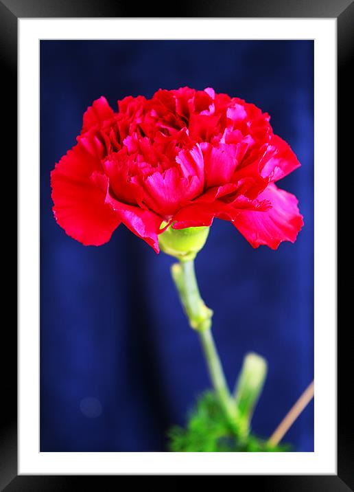 Red Carnation Framed Mounted Print by Ian Jeffrey